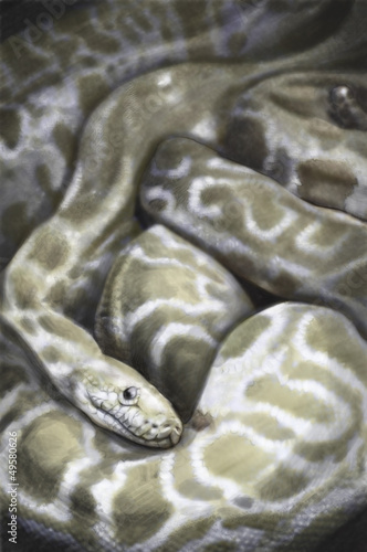 Illustration: Illustration sketch of boa, snake, made with digital tablet Illustration sketch of boa, snake, made with digital tablet