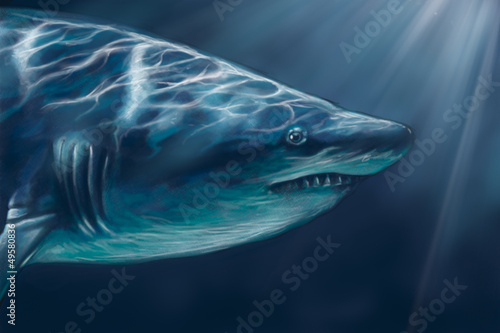 Illustration: A white shark swimming along underwater illustration, digital ta A white shark swimming along underwater illustration, digital ta