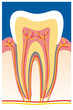 tooth structure
