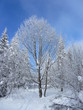 Paysage enneigé