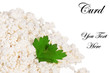 Fresh cottage cheese (curd) heap, isolated on white background .