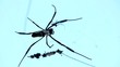 Araña Tejedora Dorada_0775