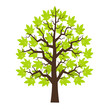 Tree maple with green leafage