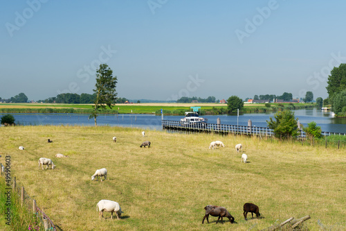 Photo: Dutch landscape with water boats and sheep Dutch landscape with water boats and sheep