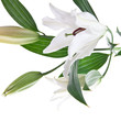white lilly