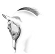 white horse