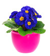 Blue Primulas In Pink Pot Isol...