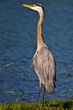 Large Blue Heron at Sunset