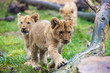 Lion cubs walking