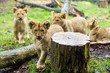 lion cubs