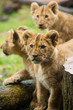 Lion cubs
