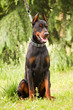 Doberman Pinscher