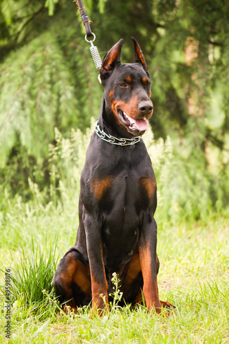 Photo: Doberman Pinscher Doberman Pinscher