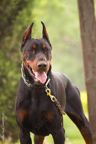 Photo: Doberman Pinscher Doberman Pinscher