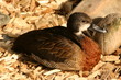 Ente