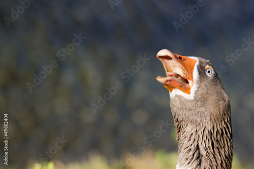 Photo: Goose isolated close up portrait Goose isolated close up portrait