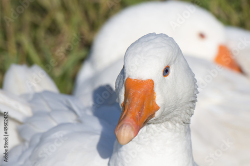 Photo: Goose isolated close up portrait Goose isolated close up portrait