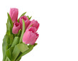 Photo: Tulips isolated on white background Tulips isolated on white background
