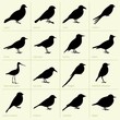 Set of birds (part 1)