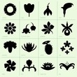 Set of flowers