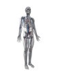 3d rendered illustration - vascular system