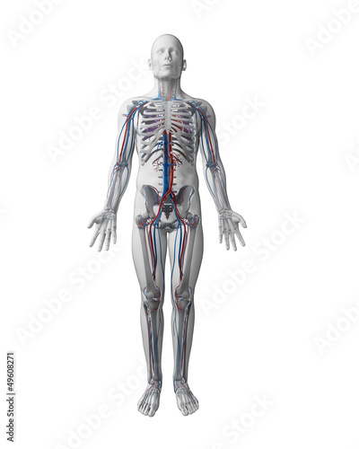 Illustration: 3d rendered illustration - vascular system 3d rendered illustration - vascular system