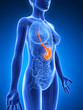 3d rendered illustration - female stomach