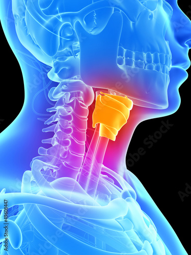 Illustration: 3d rendered illustration - larynx 3d rendered illustration - larynx