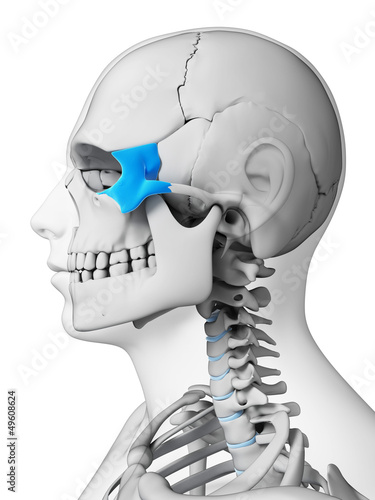 Illustration: 3d rendered illustration - zygomatic bone 3d rendered illustration - zygomatic bone
