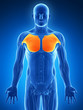 3d rendered illustration - breast muscle