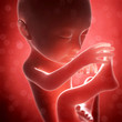3d rendered illustration - human fetus month 7