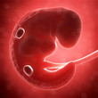 3d rendered illustration - human fetus month 1