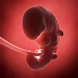 3d rendered illustration - human fetus month 1