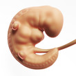 3d rendered illustration - human fetus month 1