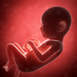 3d rendered illustration - human fetus month