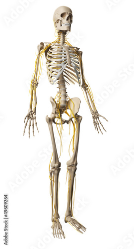 Illustration: 3d rendered illustration - male nerve system 3d rendered illustration - male nerve system