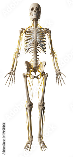 Illustration: 3d rendered illustration - male nerve system 3d rendered illustration - male nerve system