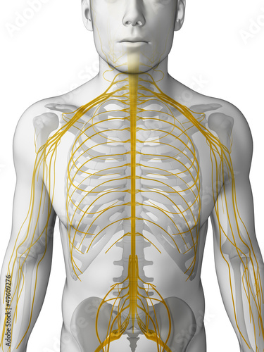 Illustration: 3d rendered illustration - male nerve system 3d rendered illustration - male nerve system