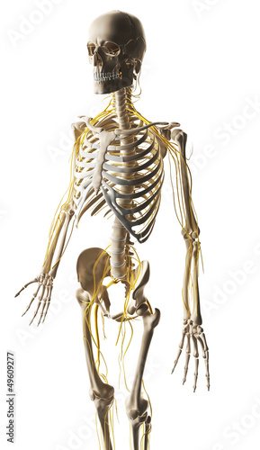 Illustration: 3d rendered illustration - male nerve system 3d rendered illustration - male nerve system