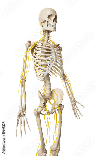 Illustration: 3d rendered illustration - male nerve system 3d rendered illustration - male nerve system