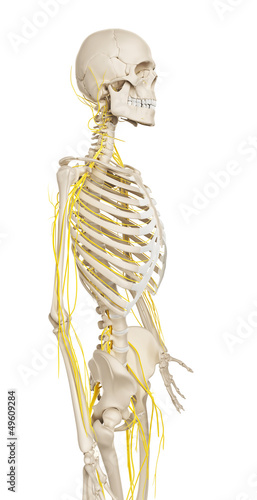 Illustration: 3d rendered illustration - male nerve system 3d rendered illustration - male nerve system