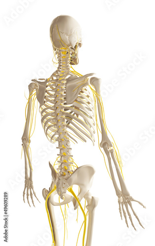 Illustration: 3d rendered illustration - male nerve system 3d rendered illustration - male nerve system