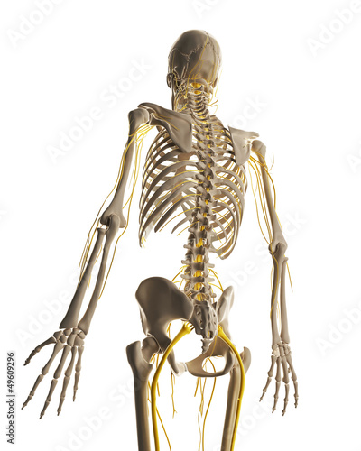 Illustration: 3d rendered illustration - male nerve system 3d rendered illustration - male nerve system