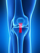 3d rendered illustration - knee anatomy