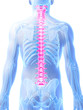 3d rendered illustration - human spine
