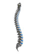 3d rendered illustration - human spine