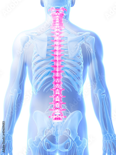 Illustration: 3d rendered illustration - human spine 3d rendered illustration - human spine