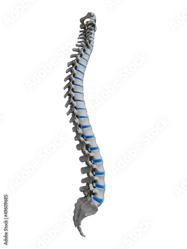 Illustration: 3d rendered illustration - human spine 3d rendered illustration - human spine