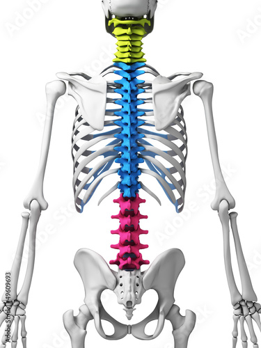 Illustration: 3d rendered illustration - human spine 3d rendered illustration - human spine