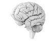 3d rendered illustration - white brian